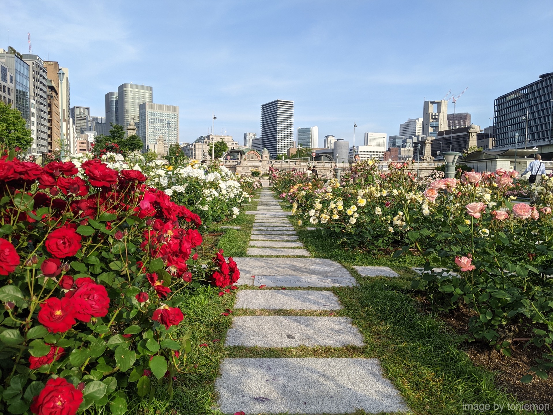 中之島 21年5月 中之島公園バラ園の様子やバラの開花状況などを紹介 大阪城や中之島あたりをぶら りしませんか